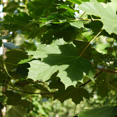 Acer platanoides (1)-1